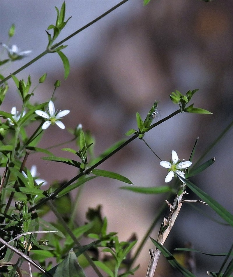 Spreading Sandwort photo 7