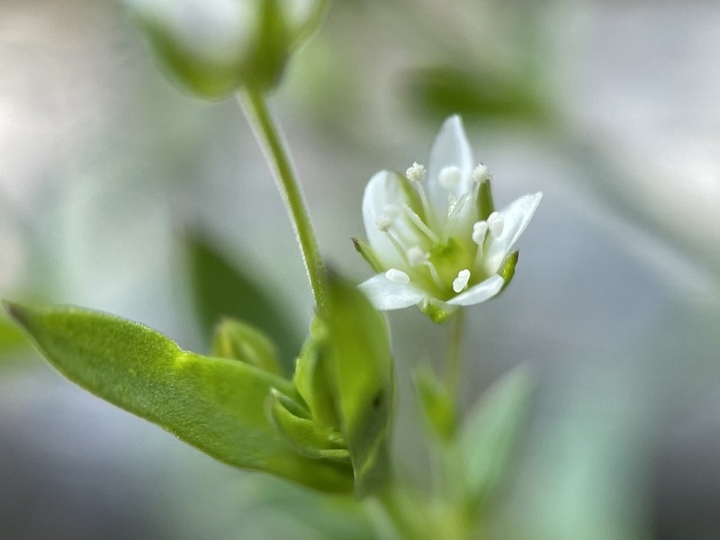 Spreading Sandwort photo 8