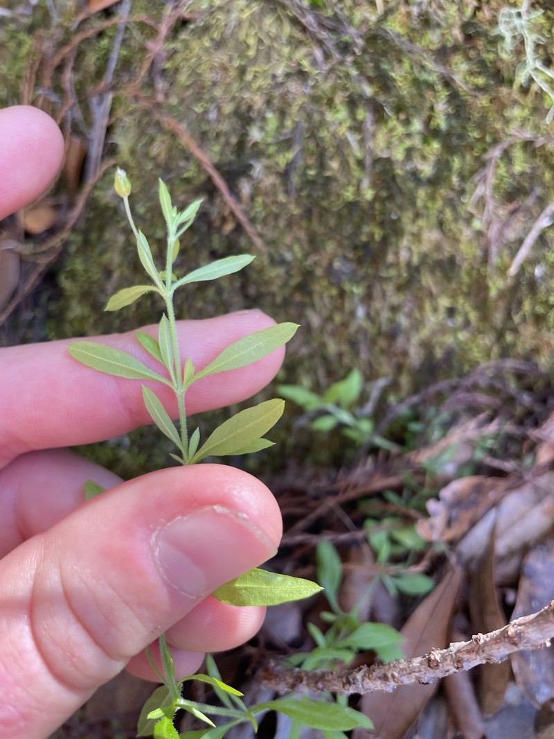 Arenaria lanuginosa var. lanuginosa