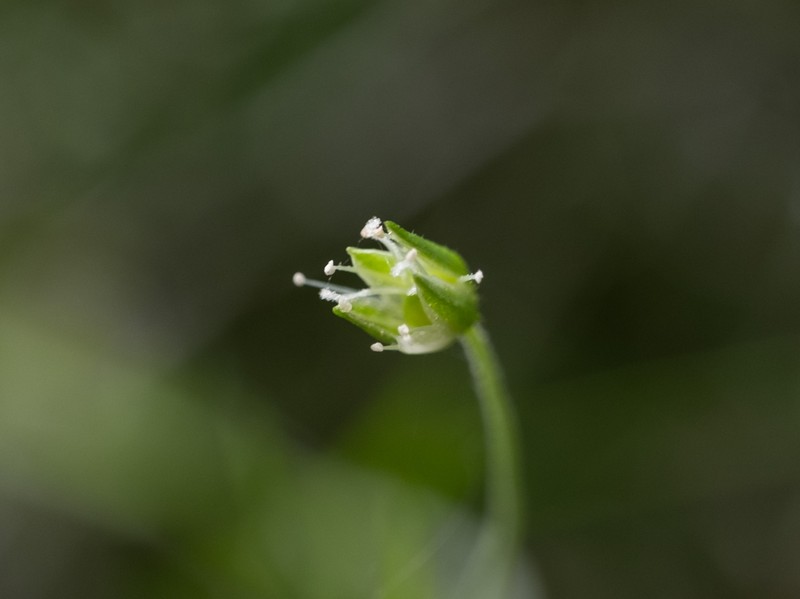Arenaria lanuginosa var. lanuginosa photo 2