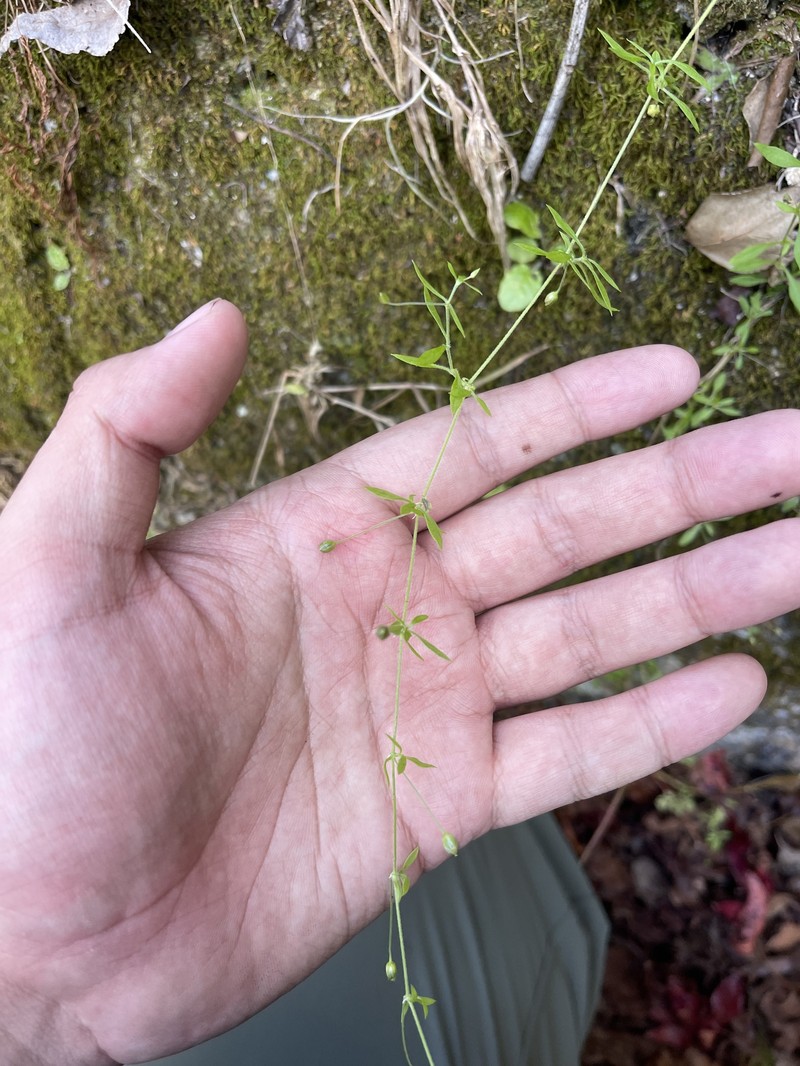 Arenaria lanuginosa var. lanuginosa photo 3