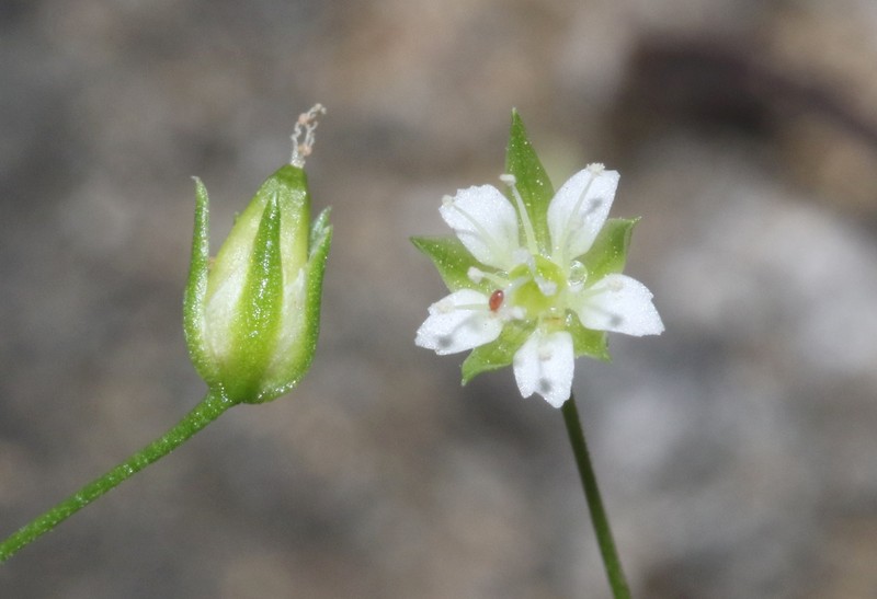 Arenaria lanuginosa var. lanuginosa photo 4
