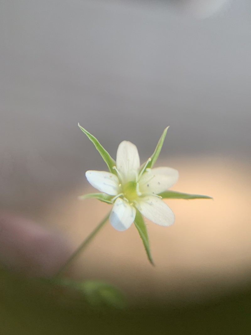 Arenaria lanuginosa var. lanuginosa photo 5