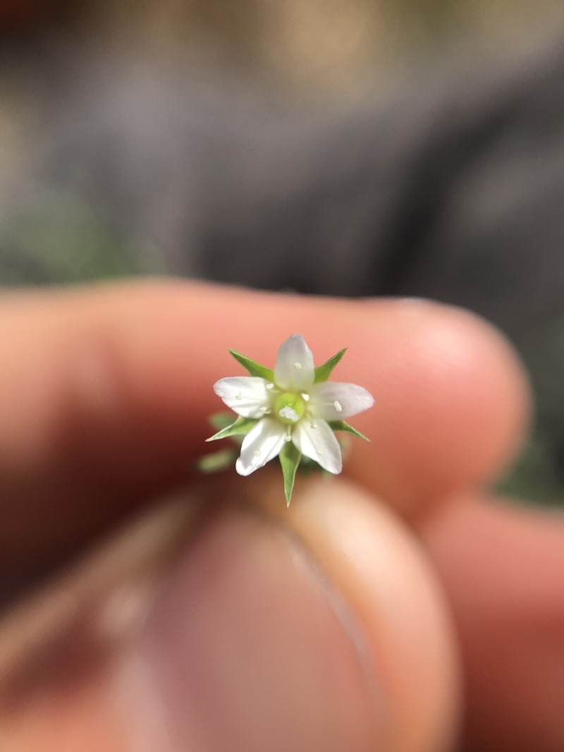 Arenaria lanuginosa var. lanuginosa photo 6