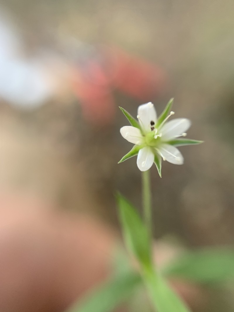 Arenaria lanuginosa var. lanuginosa photo 7