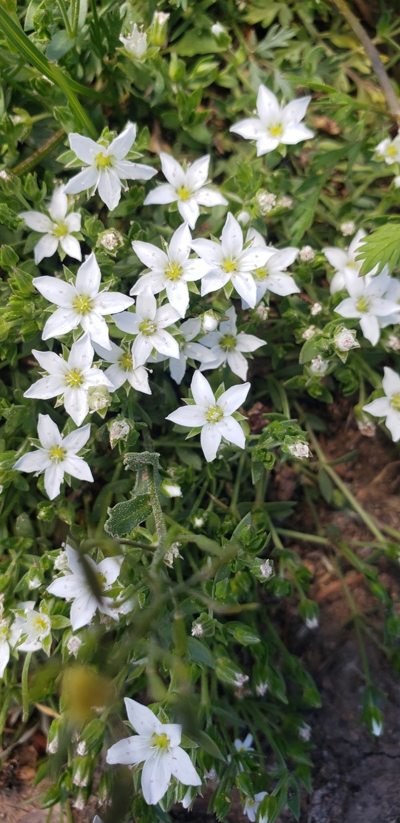 Arenaria lanuginosa var. saxosa photo 2