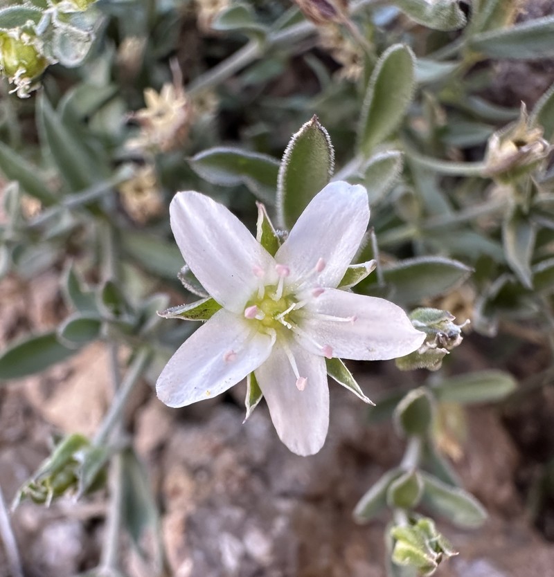 Arenaria lanuginosa var. saxosa photo 3