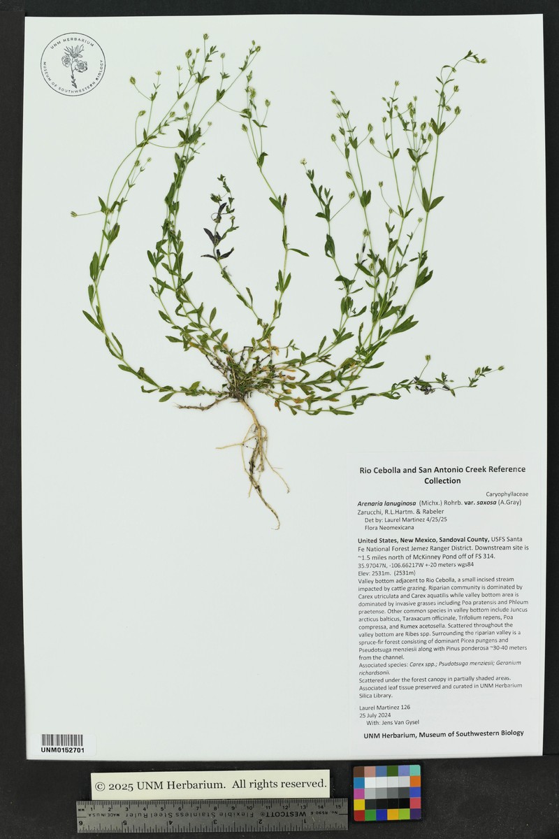 Arenaria lanuginosa var. saxosa photo 4
