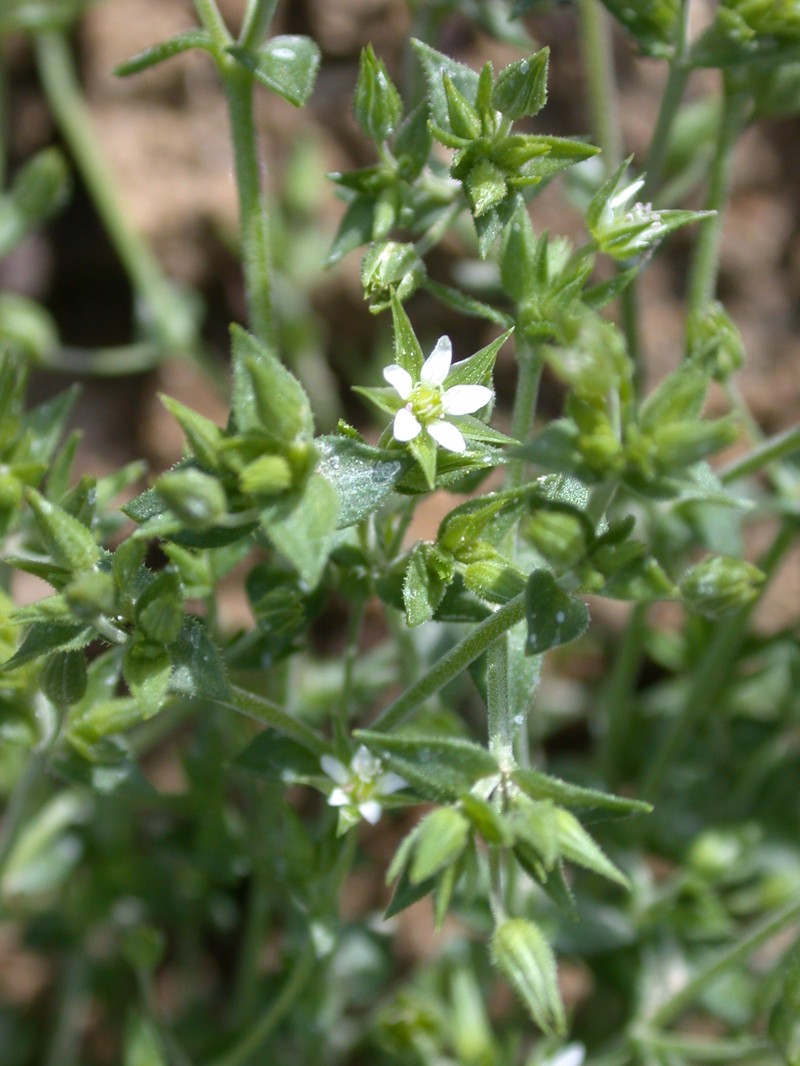Arenaria leptoclados