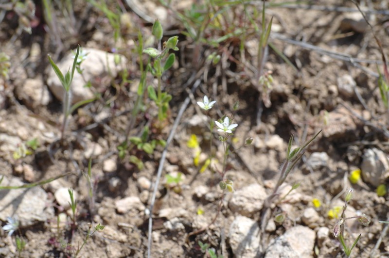 Arenaria leptoclados photo 2