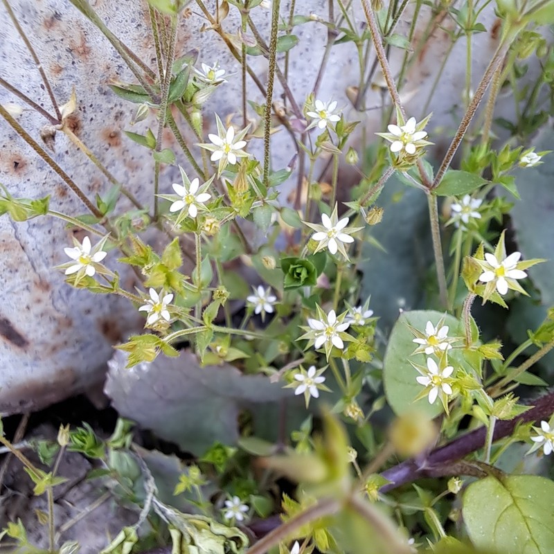 Arenaria leptoclados photo 3