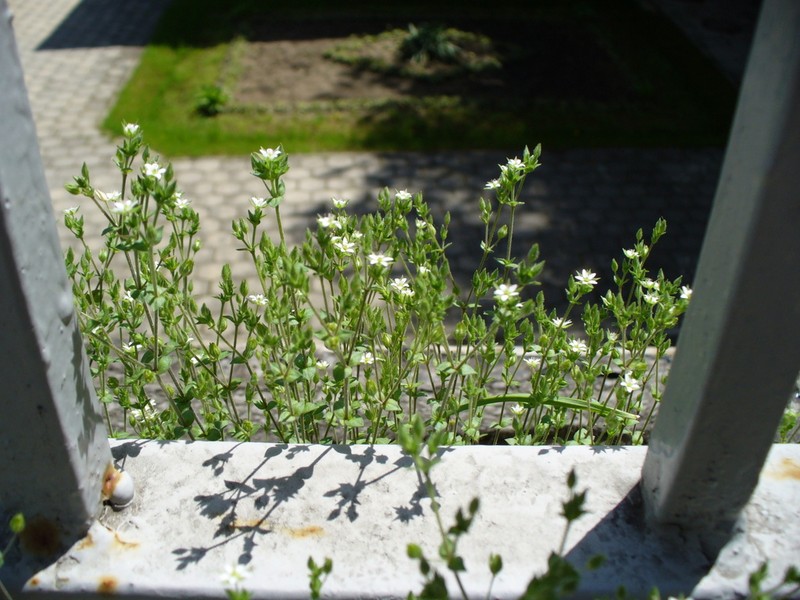 Arenaria leptoclados photo 4
