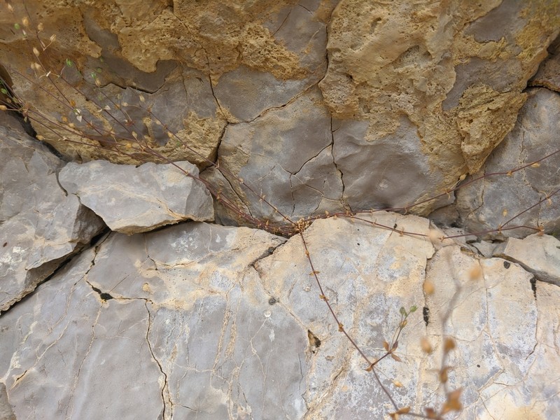 Arenaria leptoclados photo 5