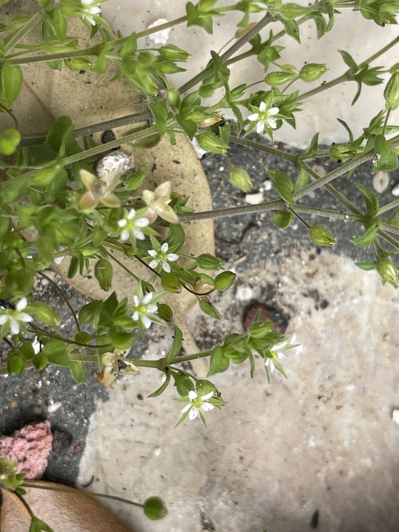 Arenaria leptoclados photo 6