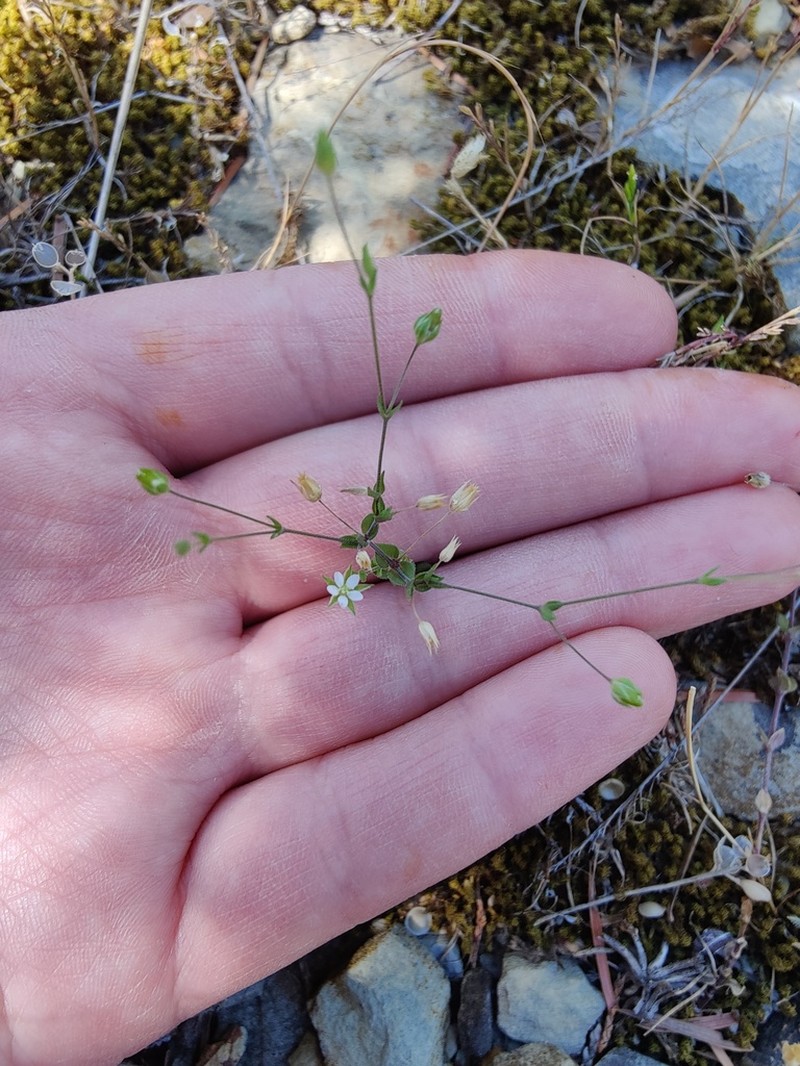 Arenaria leptoclados photo 7
