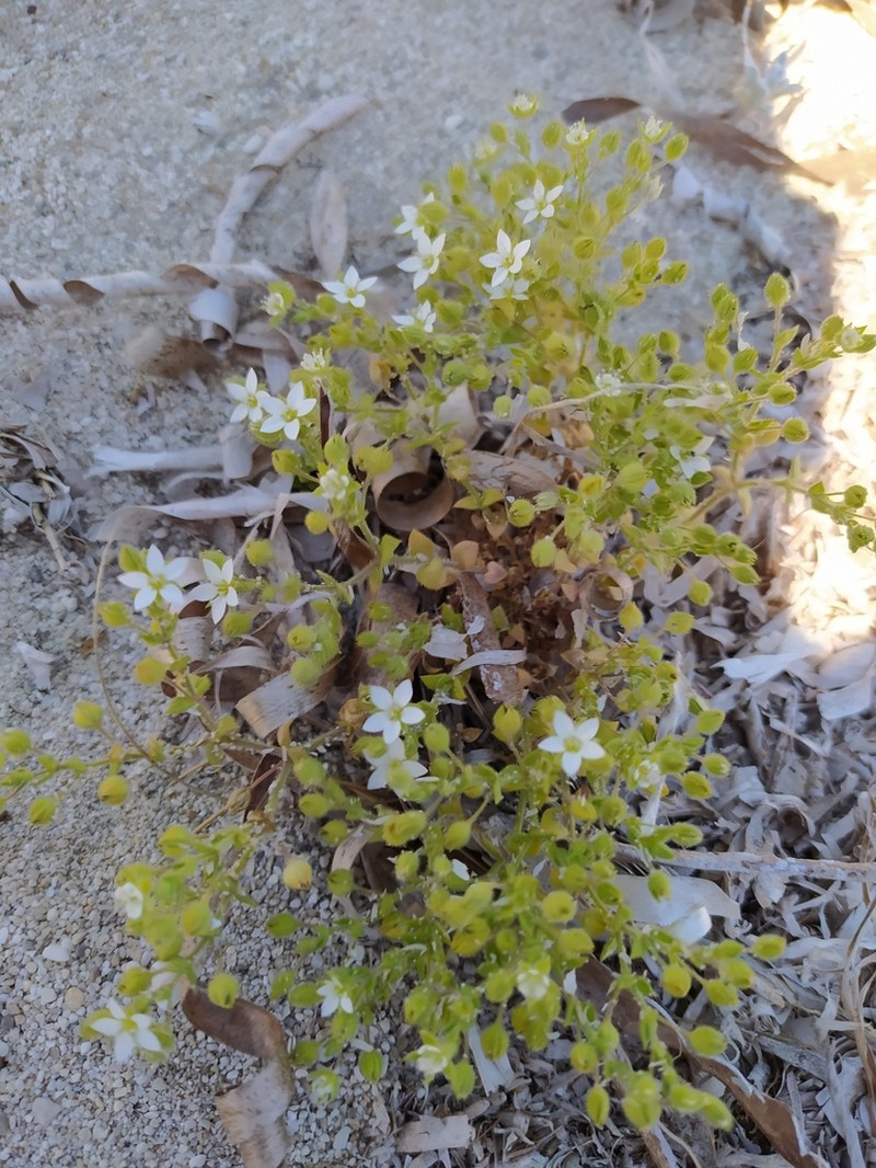 Arenaria leucadia