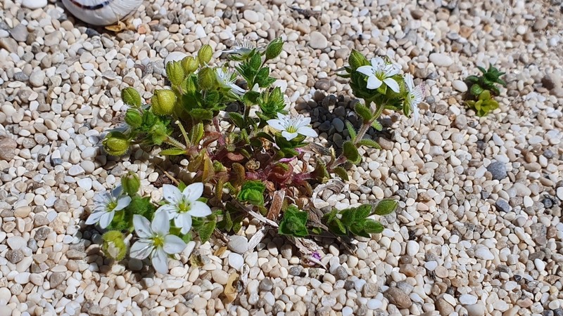 Arenaria leucadia photo 2