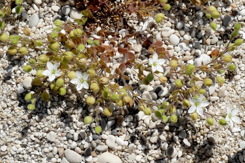 Arenaria leucadia photo 3