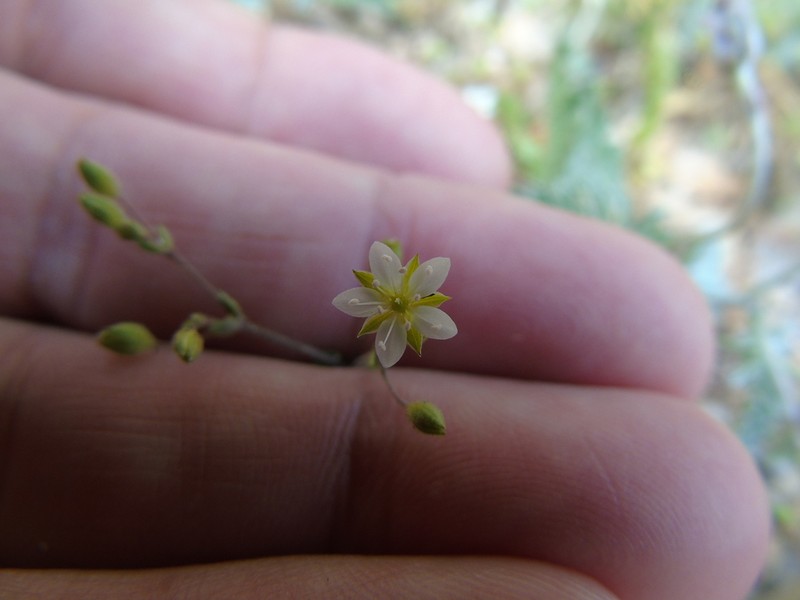 Arenaria leucadia photo 4