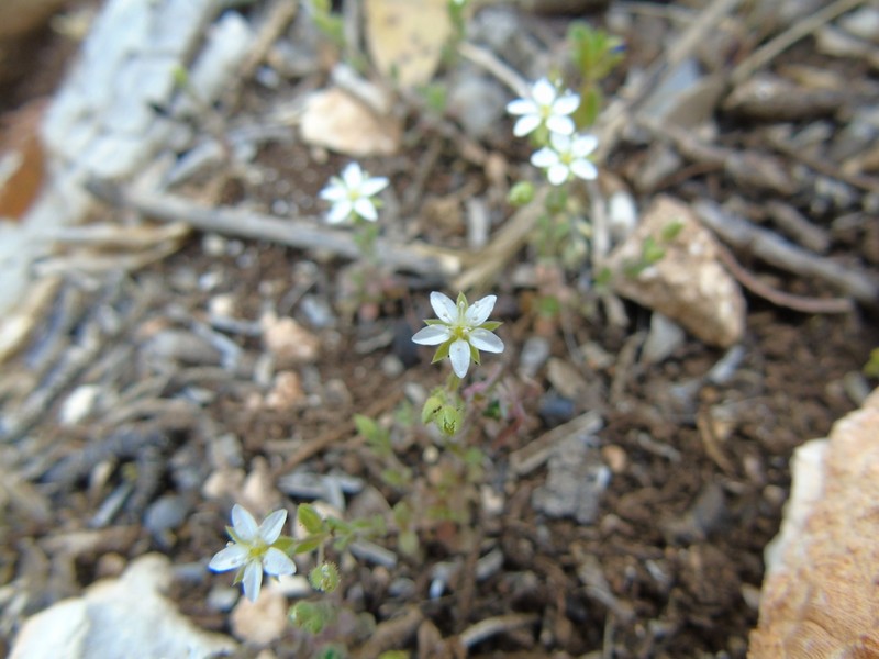 Arenaria leucadia photo 5