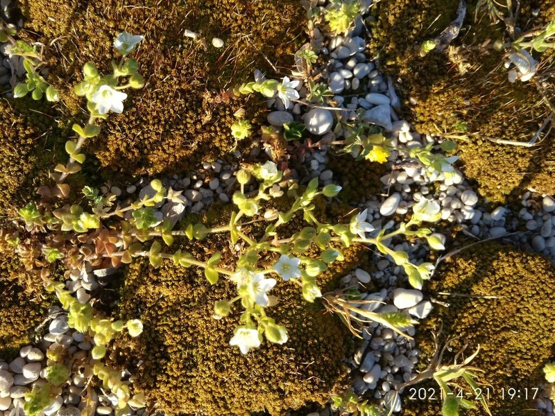 Arenaria leucadia photo 6