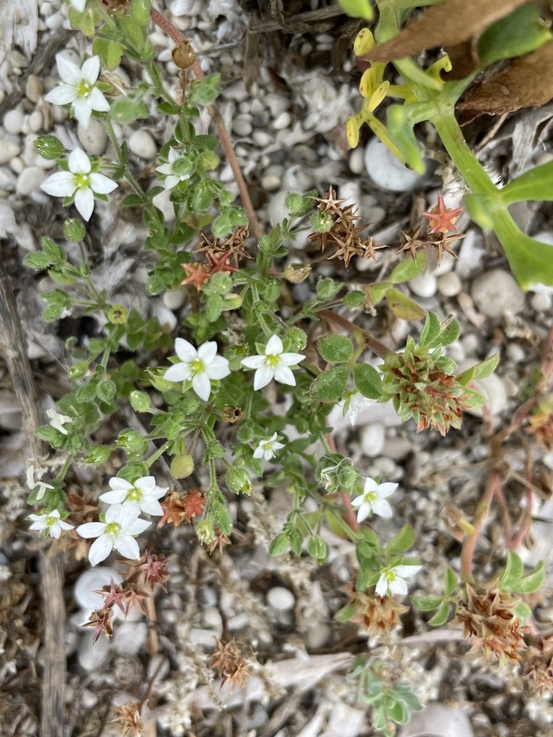 Arenaria leucadia photo 7