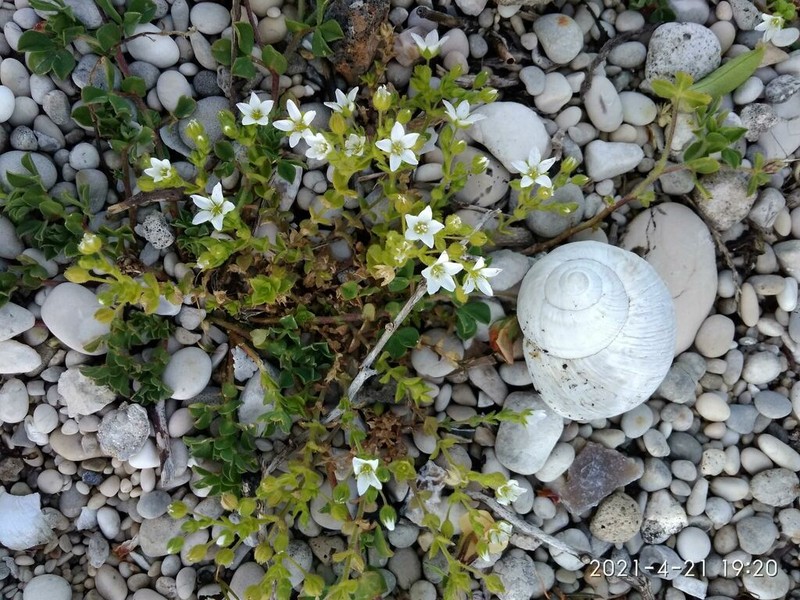 Arenaria leucadia photo 8
