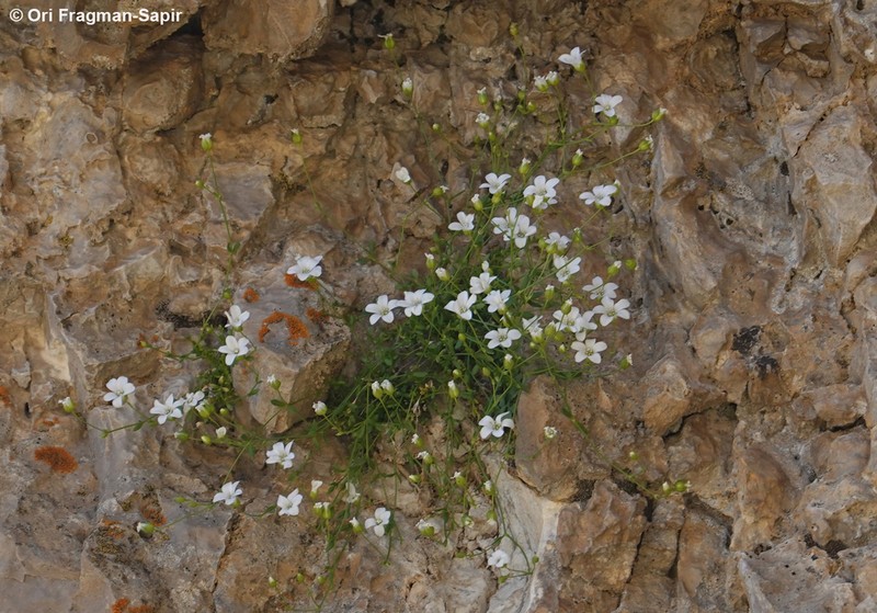Arenaria libanotica