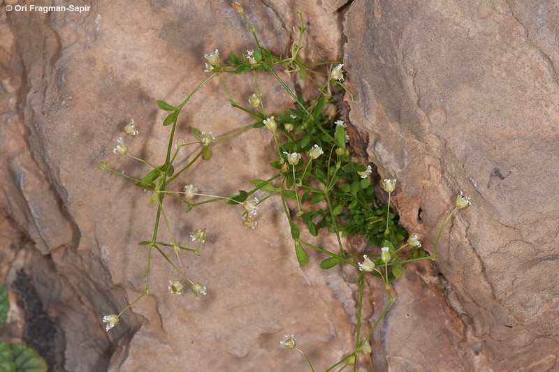 Arenaria libanotica photo 2