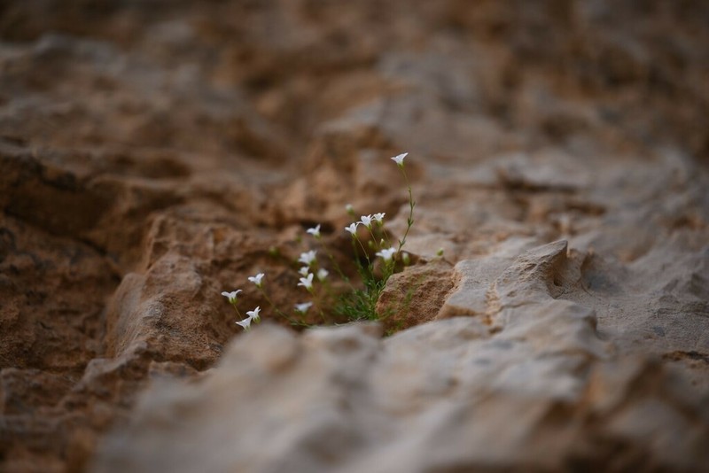 Arenaria libanotica photo 3