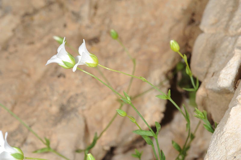Arenaria libanotica photo 4