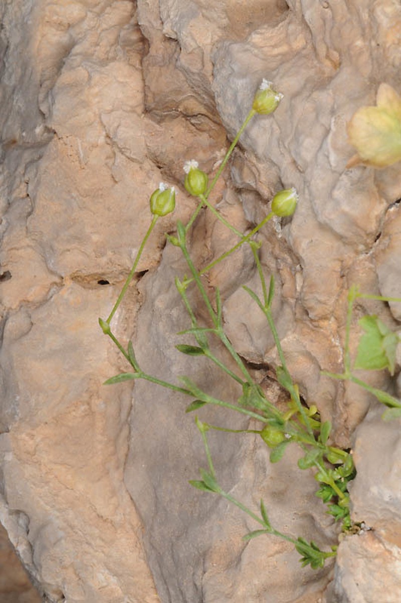 Arenaria libanotica photo 5