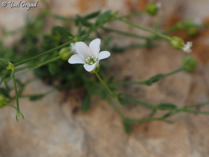 Arenaria libanotica photo 6