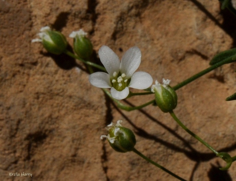 Arenaria libanotica photo 7