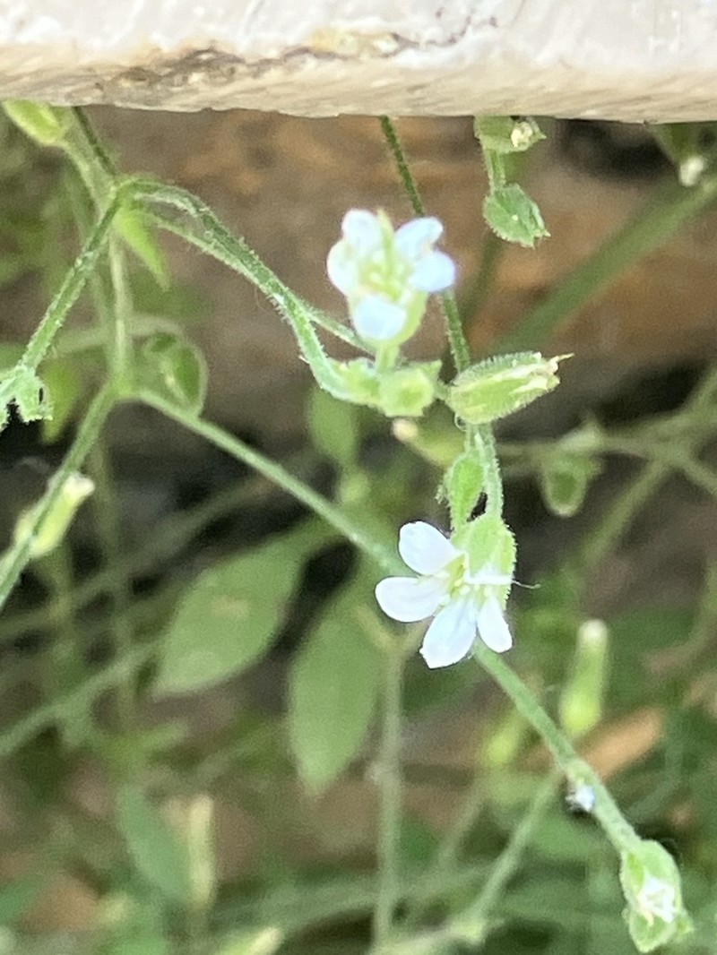 Arenaria libanotica photo 8