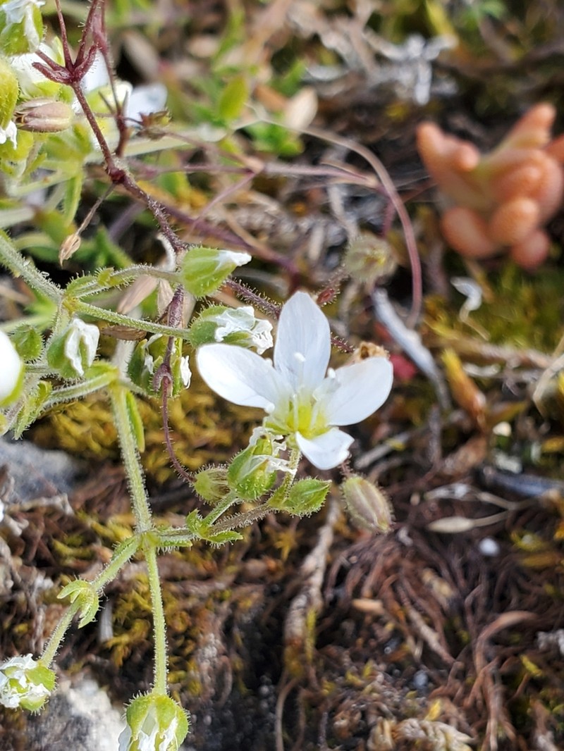 Arenaria ligericina