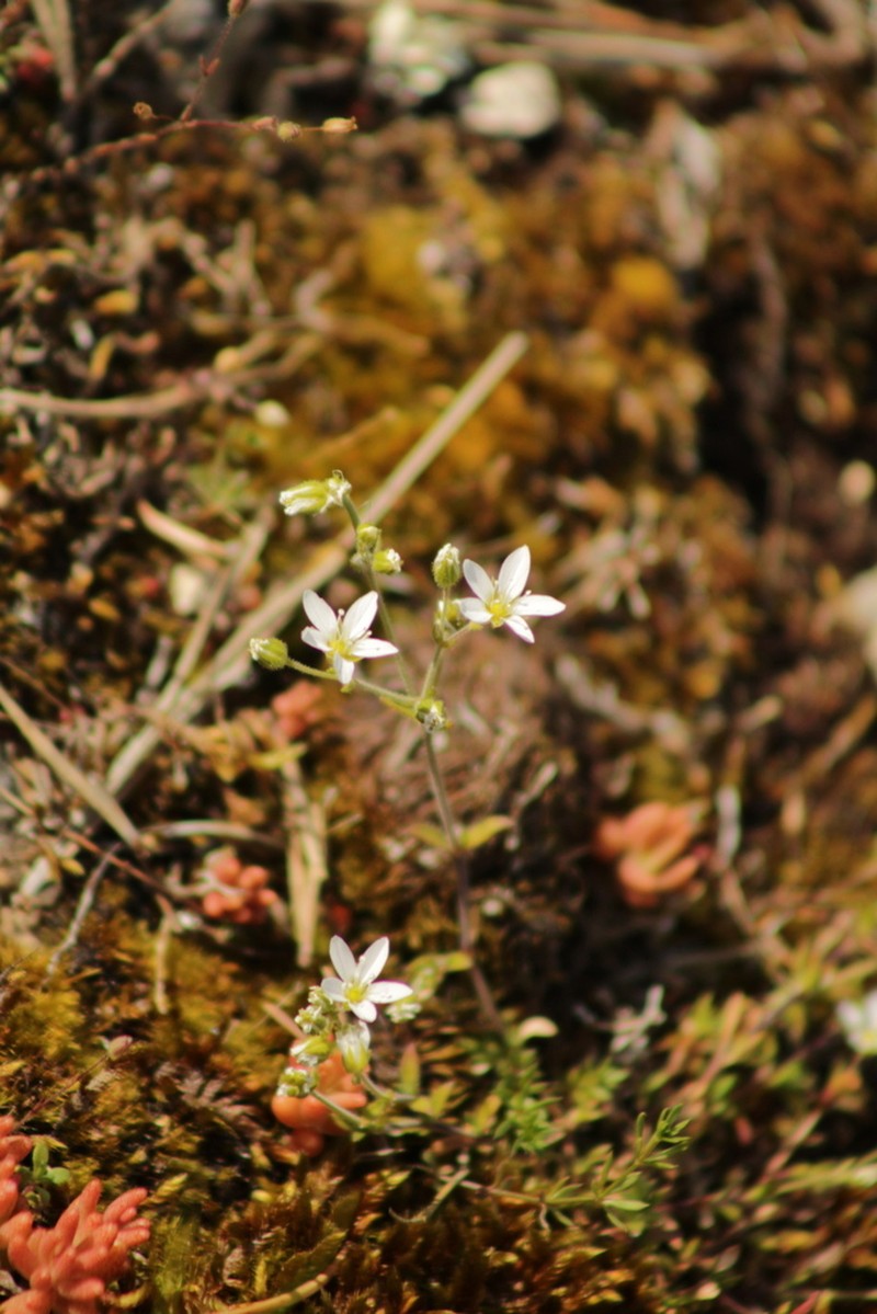 Arenaria ligericina photo 2