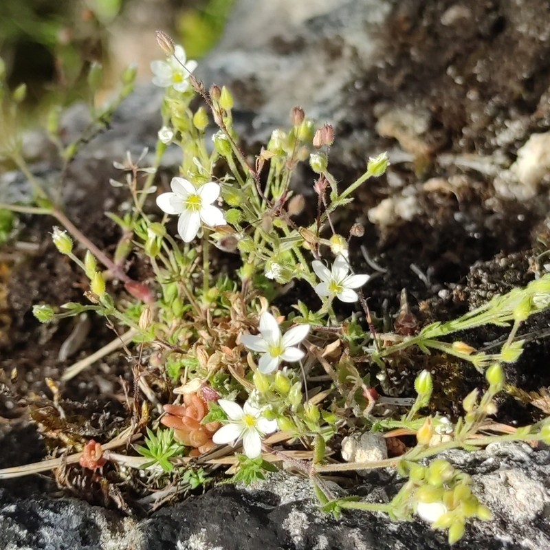 Arenaria ligericina photo 3