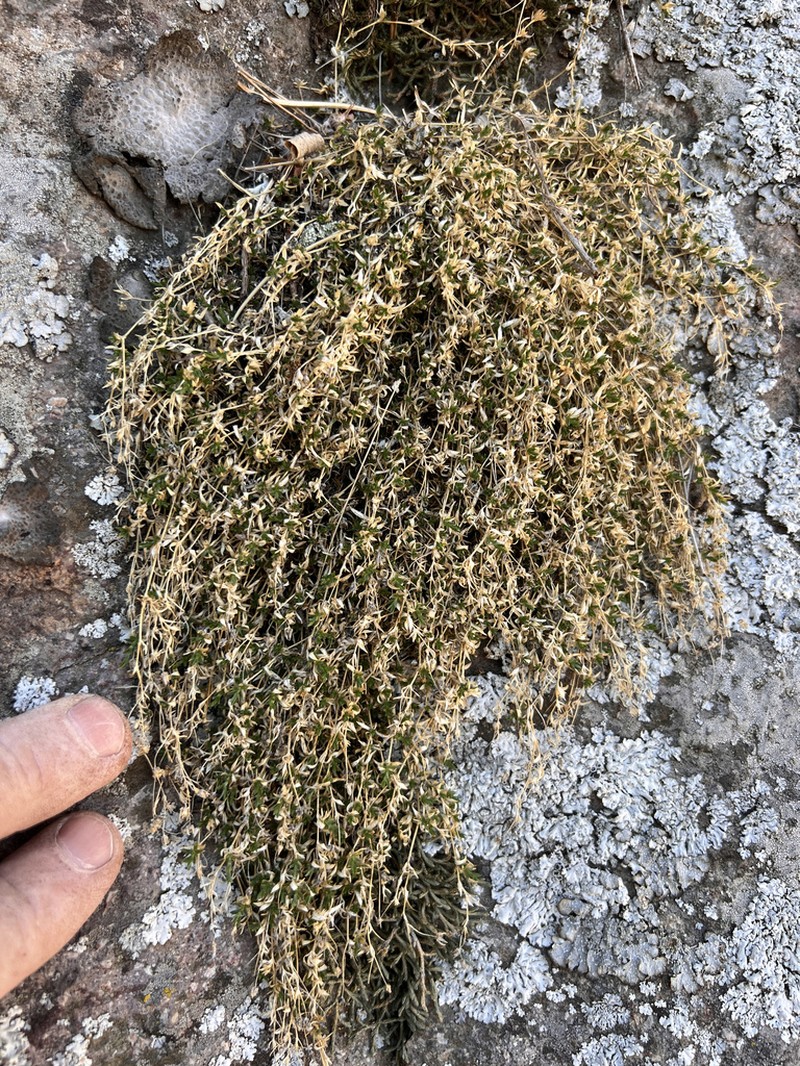 Livermore Sandwort photo 2