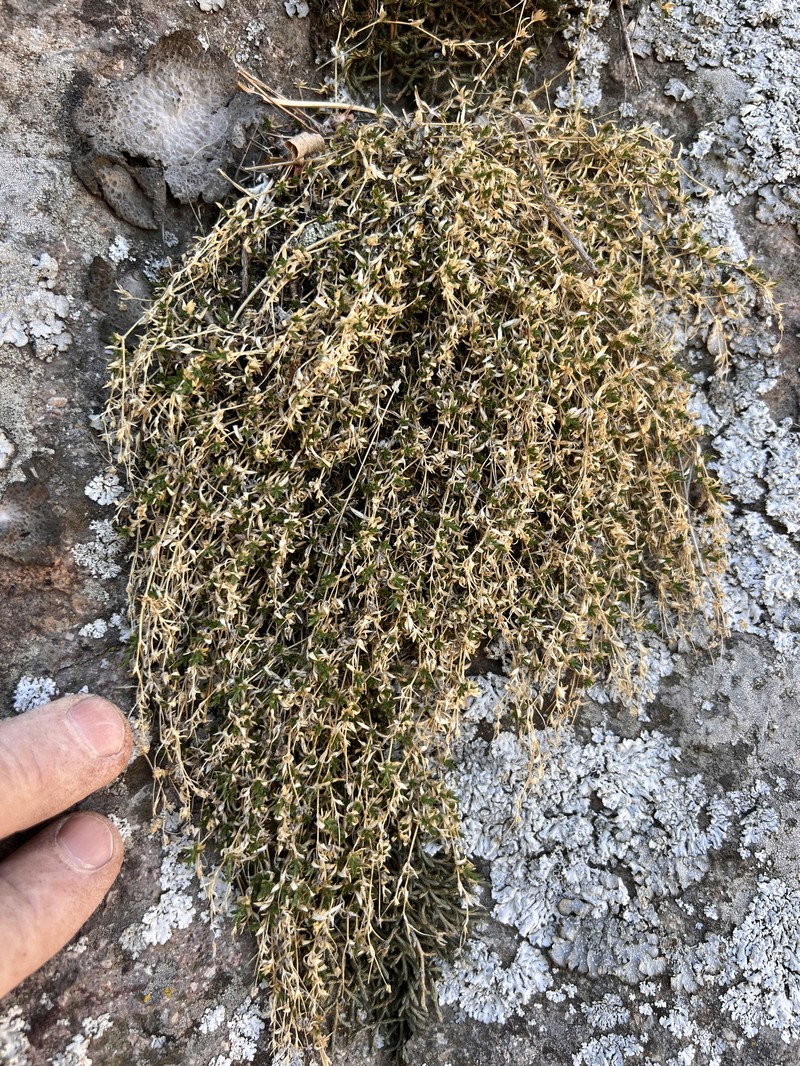 Livermore Sandwort photo 4