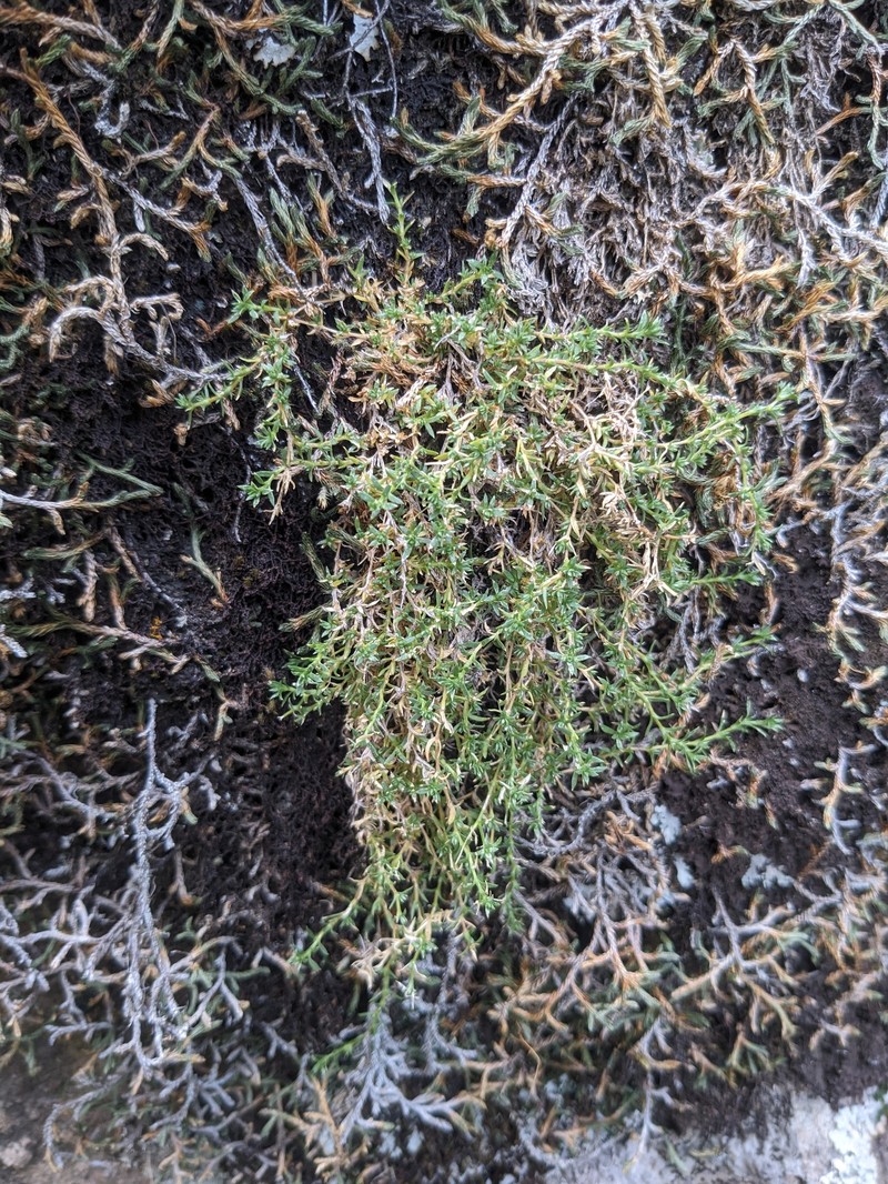 Livermore Sandwort photo 6