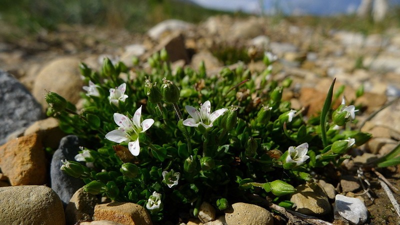Longstem Sandwort