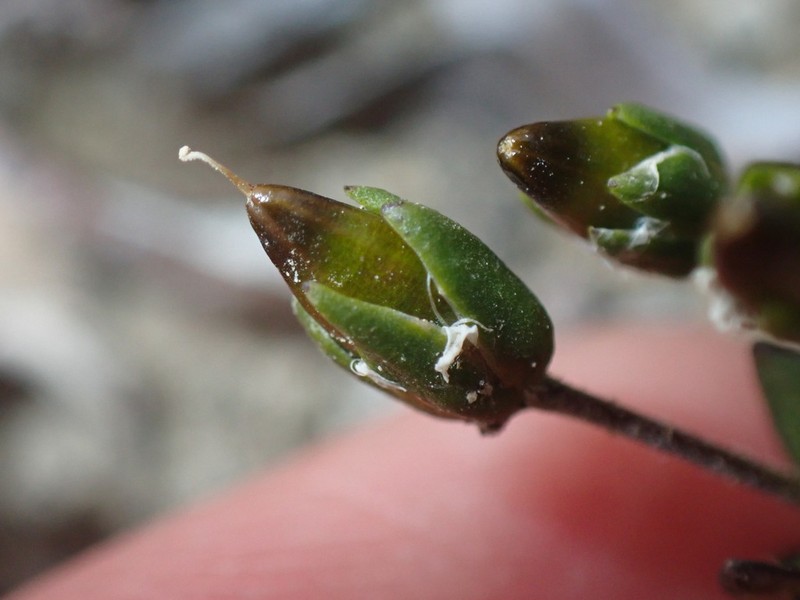 Longstem Sandwort photo 2