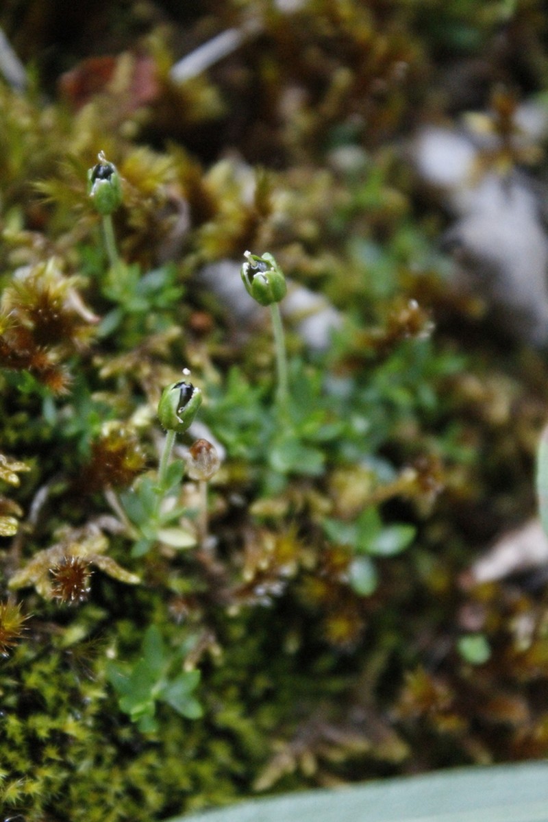 Longstem Sandwort photo 3