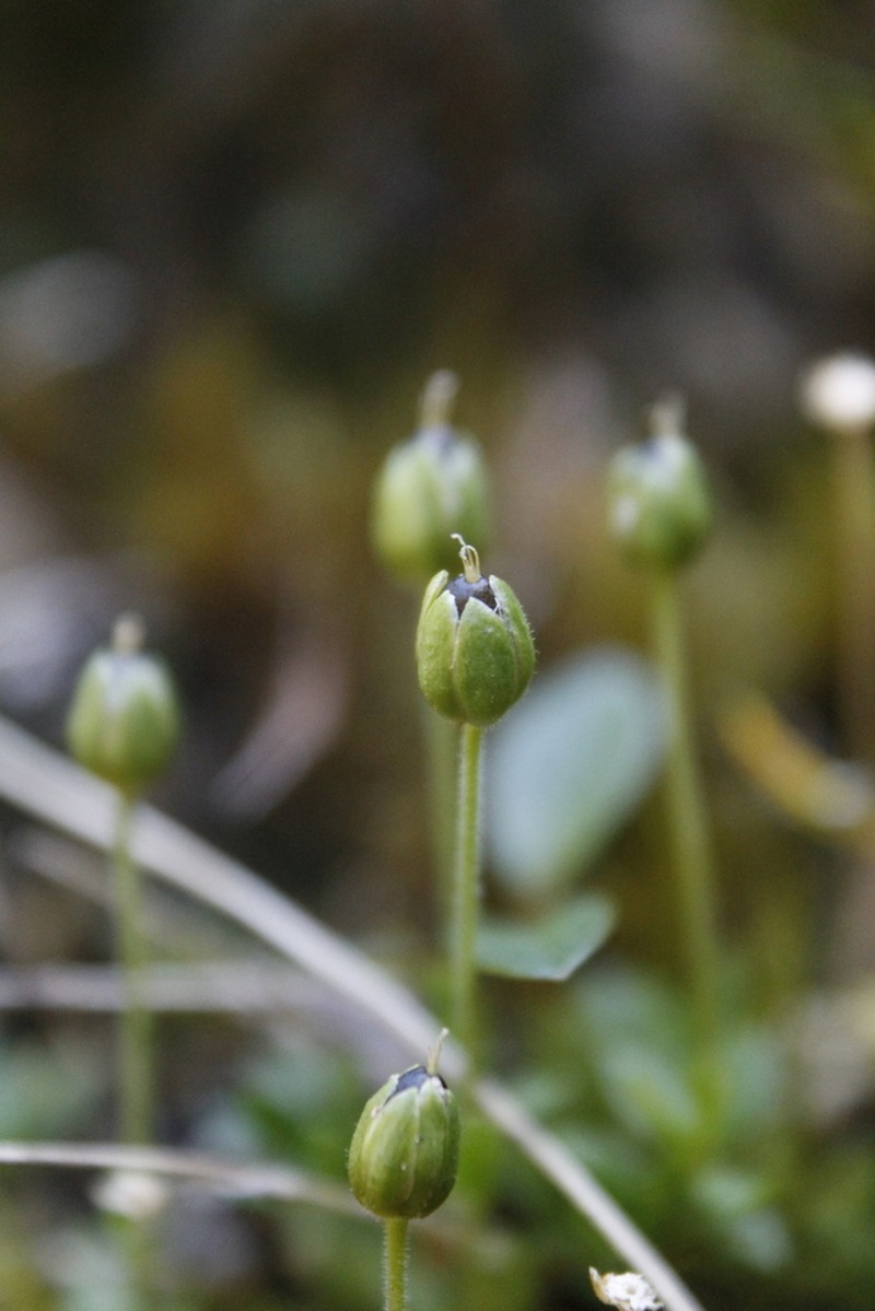 Longstem Sandwort photo 4
