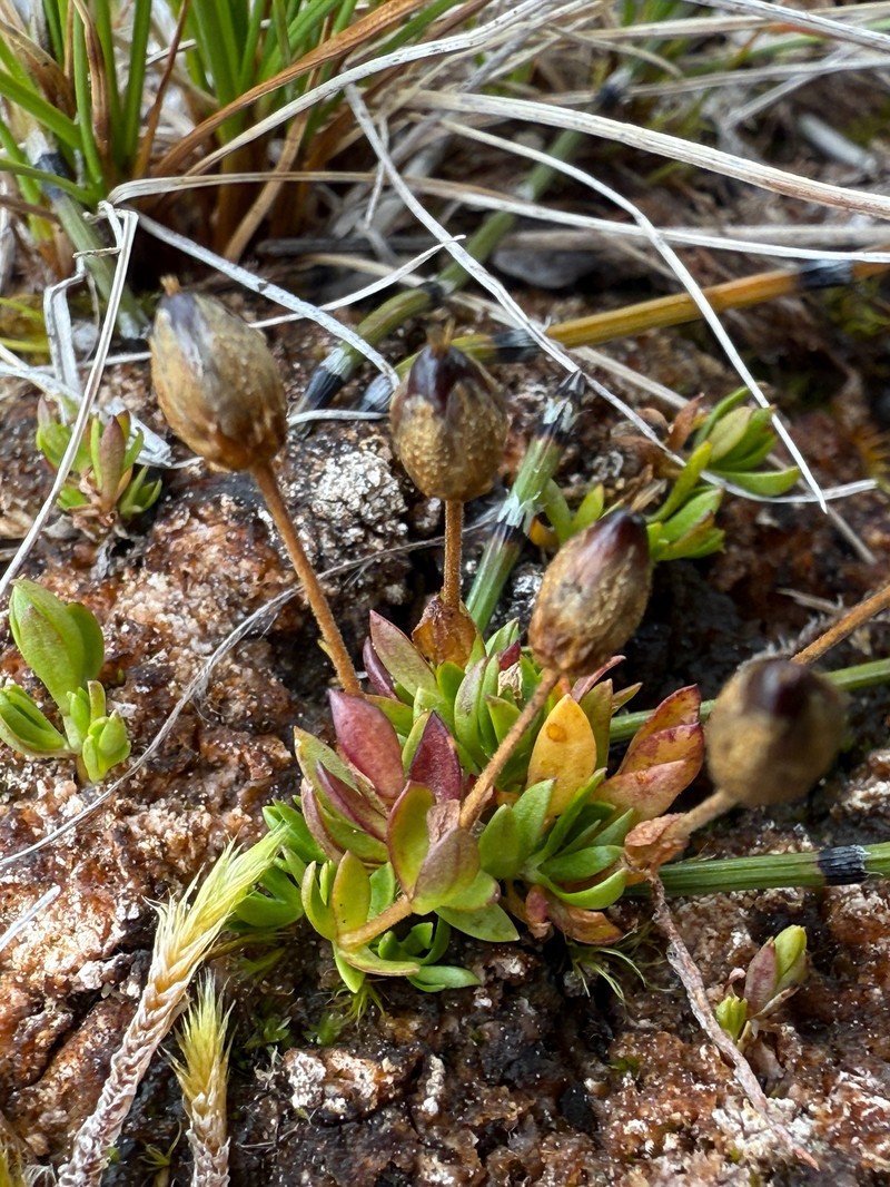 Longstem Sandwort photo 7