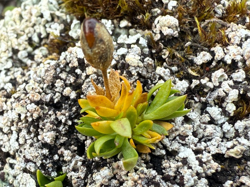 Longstem Sandwort photo 8