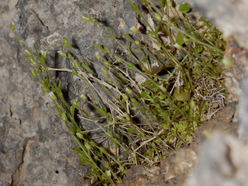 Arenaria luschanii photo 2