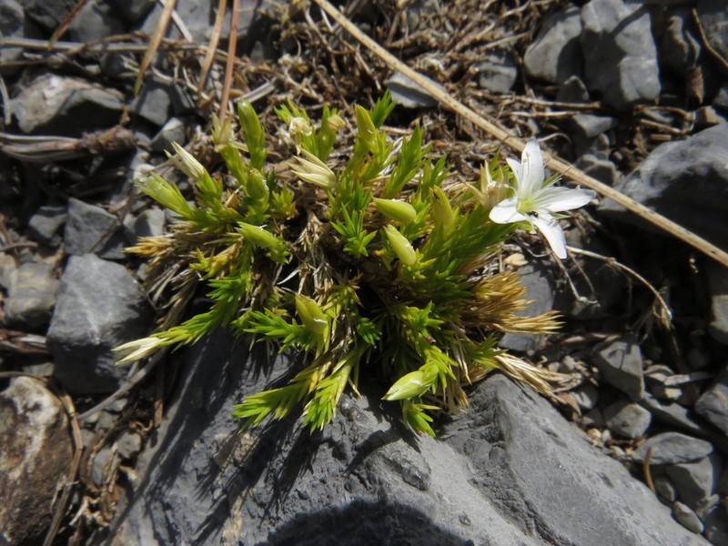 Arenaria lycopodioides photo 2