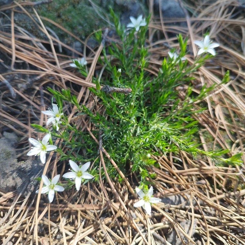 Arenaria lycopodioides photo 3